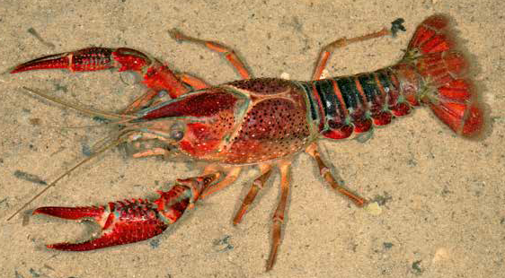 Roter Amerikanischer Sumpfkrebs, Procambarus clarkii