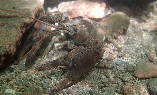 Foto Dohlenkrebs, Austropotamobius pallipes