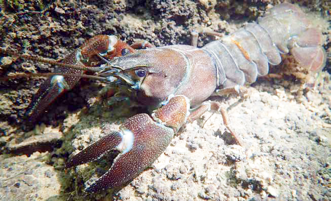 Foto Signalkrebs, Pacifastacus leniusculus